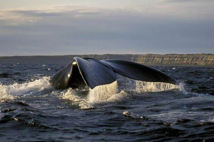 Up-Close Whale Watching at Península Valdés — Full-Day from Puerto Madryn photo 4