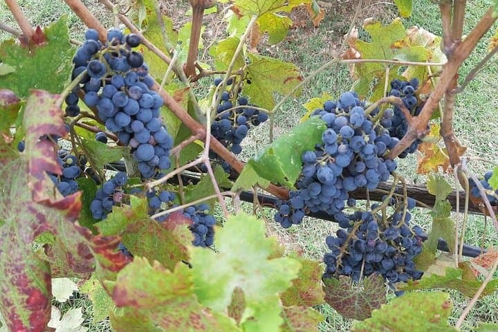 Private Chianti Afternoon: Two-Winery Tour Along Via Chiantigiana photo 3
