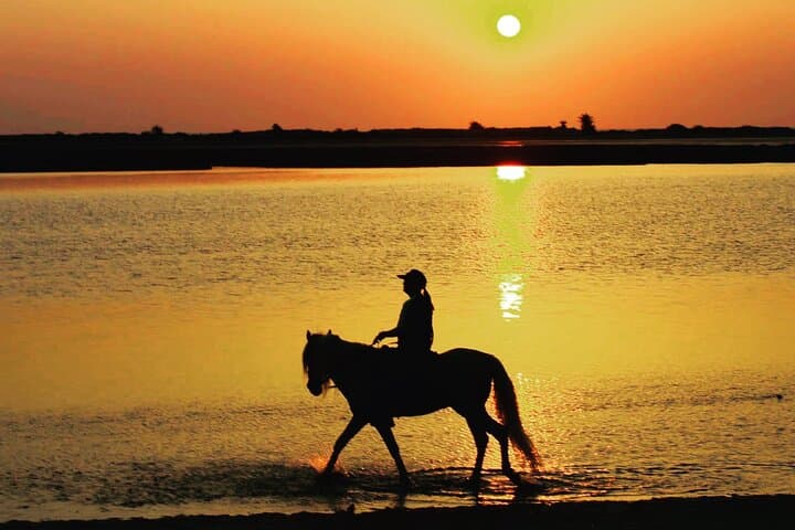 Djerba Sunrise Horseback Ride: 3-Hour Experienced Rider Tour photo 6