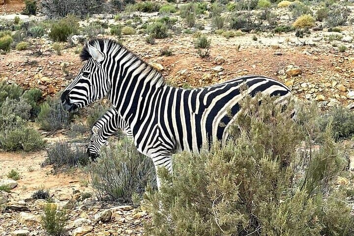 Cape Town 3-Day Big 5 Safari, Whale Watching, Robben Island & Table Mountain Combo photo 4