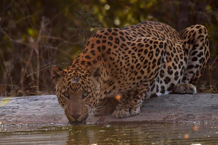 Jhalana Panther Safari: Leopard Spotting in Jaipur's Urban Jungle photo 4