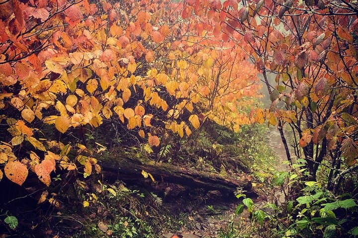 Clingmans Dome Guided Hike — Appalachian Trail High Point & 6,643‑ft Tower Views photo 6