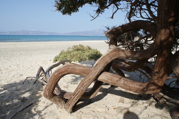 Chrissi Island Day Cruise from Ierapetra — Golden Beach & Cedar Grove Escape photo 5