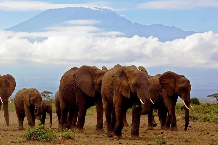 Two-Day Amboseli Safari from Nairobi: Kilimanjaro Views, Elephants & Maasai Culture