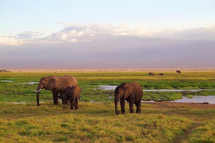 Two-Day Amboseli Safari from Nairobi: Kilimanjaro Views, Elephants & Maasai Culture photo 2