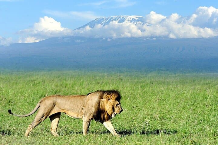 Two-Day Amboseli Safari from Nairobi: Kilimanjaro Views, Elephants & Maasai Culture photo 4