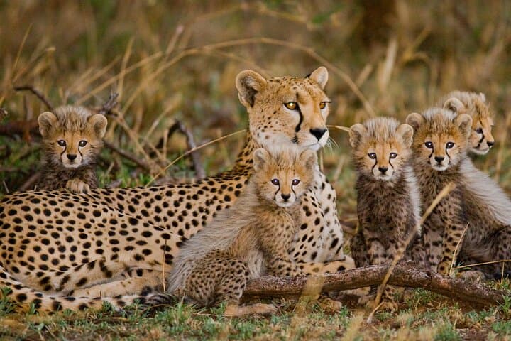 Cheetah Outreach & Cape Winelands Day Tour — Stellenbosch, Lanzerac & Delaire Graff photo 1