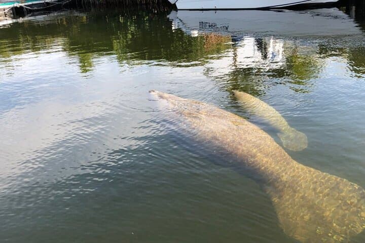 Key Largo Sunset Cruise: Florida Bay Dolphin & Manatee Evening Boat Tour photo 3