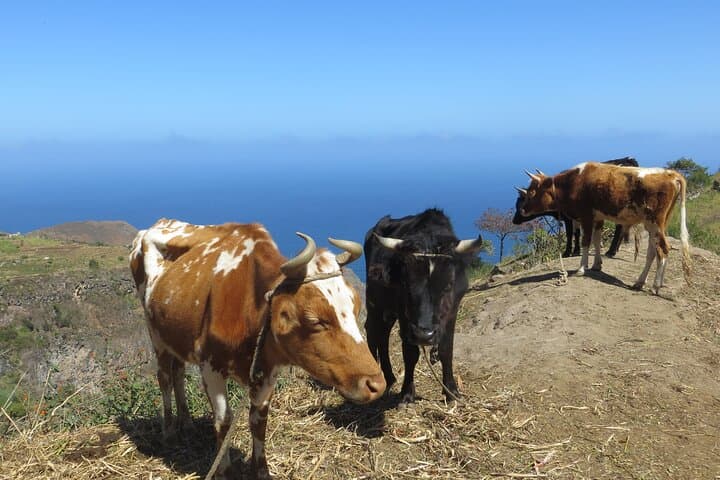 Santo Antão Private Day Trip: Cova Crater, Valle de Paul & Ponta do Sol with Local Lunch photo 2