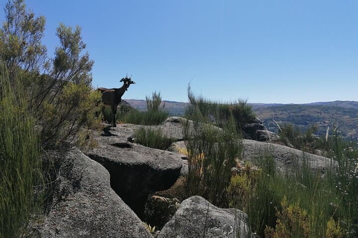 Live Like a Local in Gerês: 3-Day Rural Immersion with Local Food Tasting