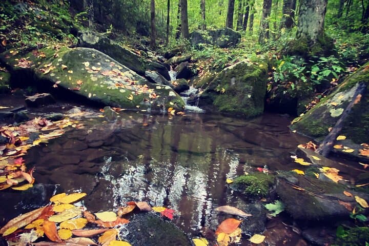 Guided Appalachian Waterfalls Hike in Great Smoky Mountains photo 5