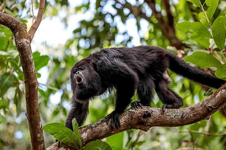 La Fortuna Sloth Tour: Rainforest Wildlife Walk with Conservation Guides photo 6