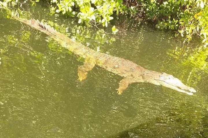 South Coast Tour: YS Falls and Black River Safari from Montego Bay photo 4