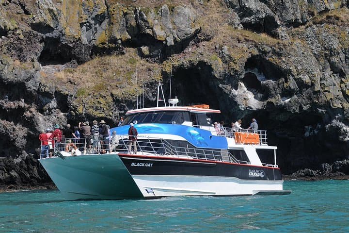 Akaroa Full-Day Tour & Harbour Nature Cruise from Christchurch: Dolphins, Cheese and Alpacas photo 3