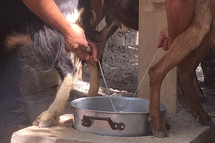 Rethymno 4x4 Safari: Cretan Winery, Olive Mill & Shepherd's Hut Experience photo 2