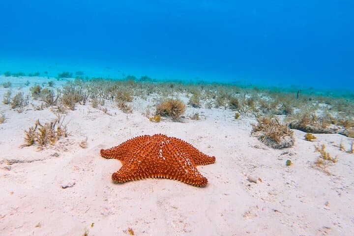 El Cielo Snorkel: Cozumel Day Trip to Reefs, Starfish & Lunch