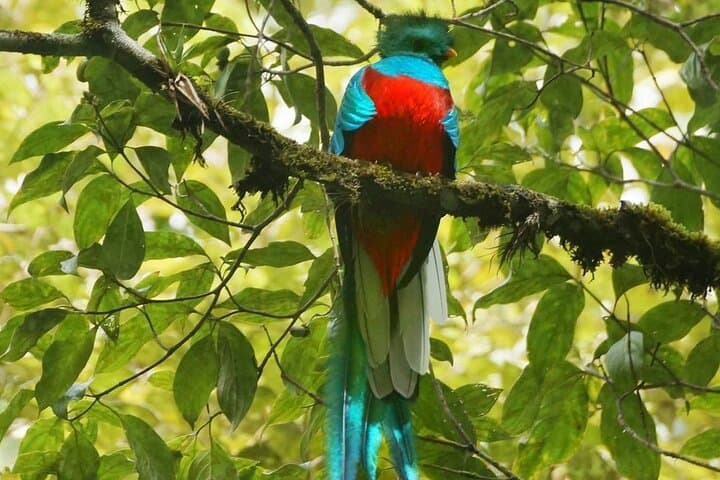 El Quetzal Birdwatching Tour from Guatemala City: See Guatemala's National Bird