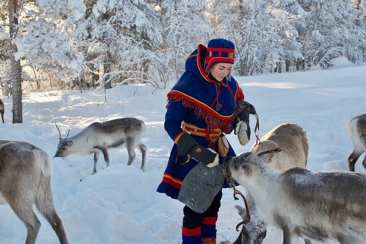 Become a Reindeer Herder: Full-Day Sámi Reindeer Experience near Kiruna photo 4