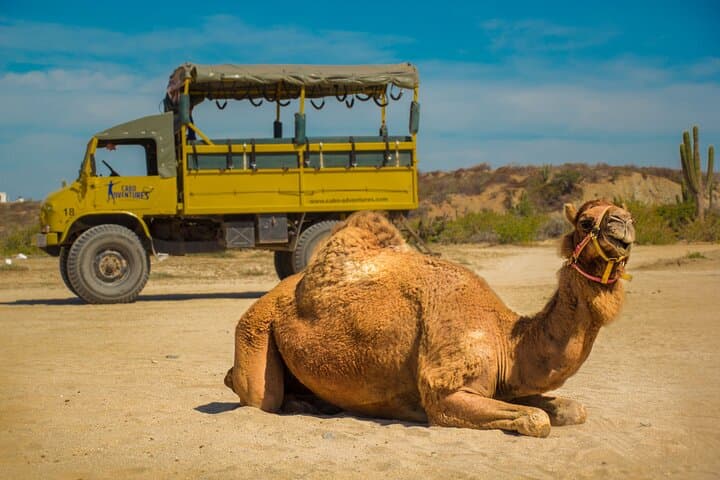 Coastal Camel Safari in Baja: Rancho Tierra Sagrada Beach Ride, Tortillas & Tequila photo 3