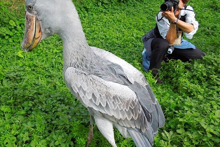 Mabamba Swamp Shoebill Day Tour — Entebbe Birding Experience