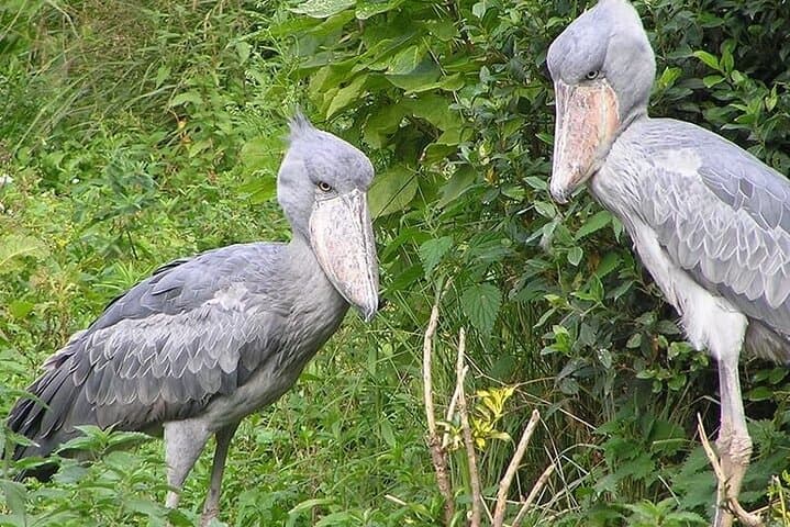 Mabamba Swamp Shoebill Day Tour — Entebbe Birding Experience photo 2