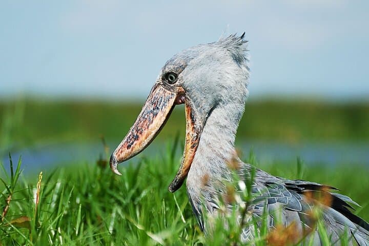 Mabamba Swamp Shoebill Day Tour — Entebbe Birding Experience photo 3