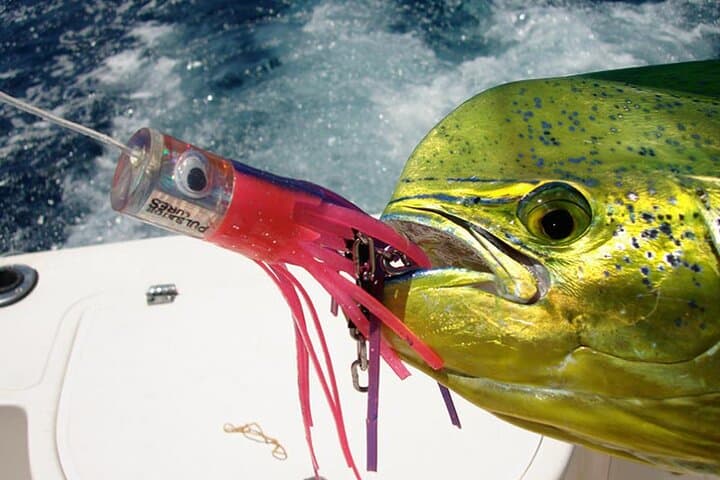 Extreme Game Fishing in Zanzibar: Offshore Big-Game Charters from Stone Town