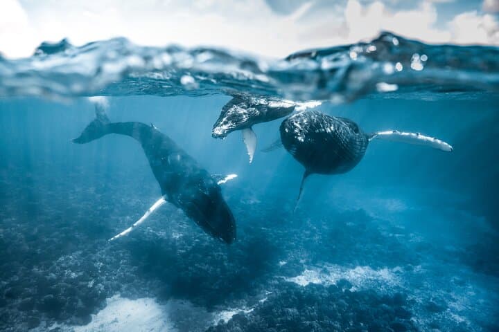 Moorea Humpback Whale Watching: Half-Day Marine Safari & Snorkel