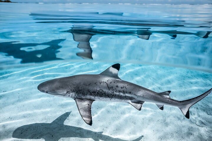 Moorea Humpback Whale Watching: Half-Day Marine Safari & Snorkel photo 6