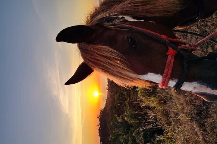 Carrillo Beach Horseback Riding: Beach-to-Jungle Ride Near Sámara, Costa Rica photo 3