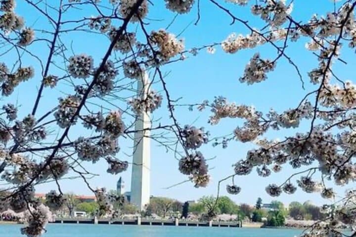 Washington DC Cherry Blossom Bus Tour and Tidal Basin Guided Walk photo 6