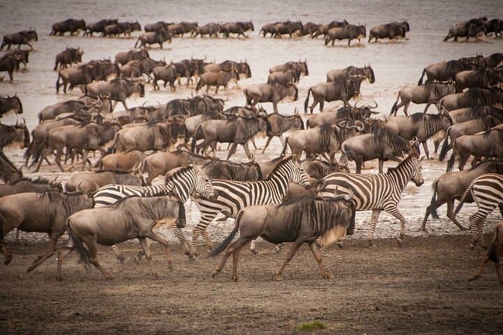 4-Day Tsavo & Amboseli Safari: Mzima Springs, Red-Earth Elephants & Kilimanjaro Views photo 3