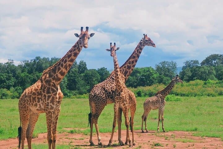 4-Day Tsavo West, Amboseli & Tsavo East Safari | Big Five from Malindi photo 2