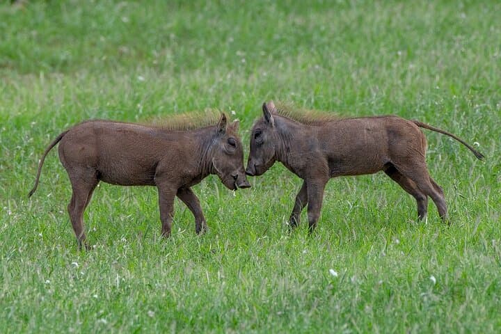 2-Day Private Safari Tsavo East and West from Diani Beach photo 3
