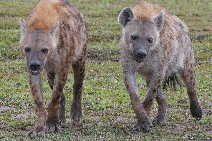 2-Day Private Tsavo East & Taita Hills Salt Lick Safari
