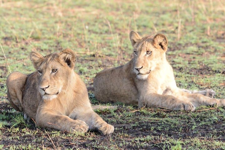 13-Day Uganda Safari: Gorillas, Chimp Trekking & Tree-Climbing Lions