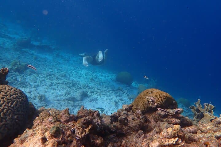 Snorkel Marathon: 3-Stop Boat Snorkeling from Kralendijk with Drinks & Local Bites