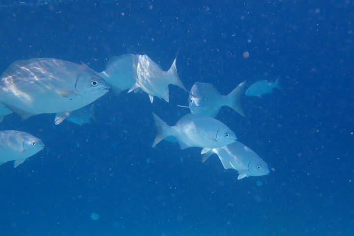 Snorkel Marathon: 3-Stop Boat Snorkeling from Kralendijk with Drinks & Local Bites photo 3