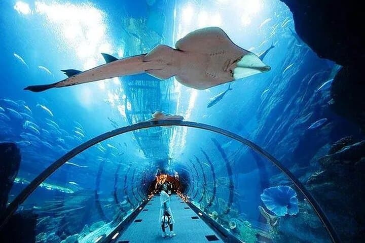 Inside Dubai Aquarium & Underwater Zoo: VIP Access to the 10‑Million‑Liter Tank photo 2
