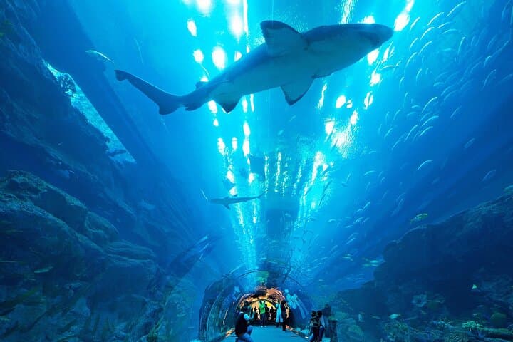 Inside Dubai Aquarium & Underwater Zoo: VIP Access to the 10‑Million‑Liter Tank photo 3
