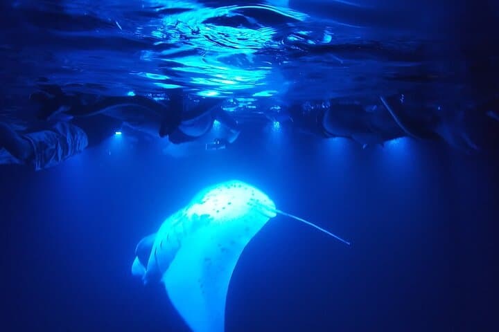 Kona Manta Ray Night Snorkel — Keauhou Bay Night Dive Guide
