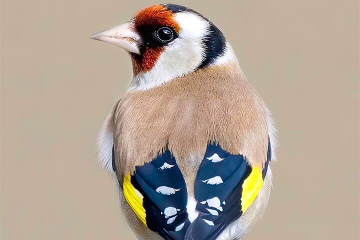 Murchison Falls 4-Day Birding Safari: Uganda’s Top Birdwatching Circuit photo 3