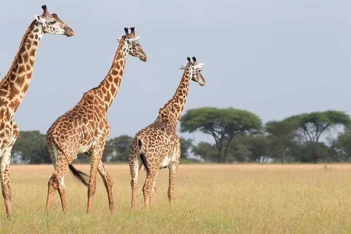 Murchison Falls 4-Day Birding Safari: Uganda’s Top Birdwatching Circuit photo 4