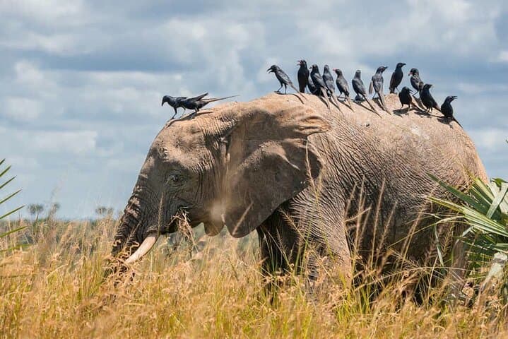 Murchison Falls 4-Day Birding Safari: Uganda’s Top Birdwatching Circuit photo 5