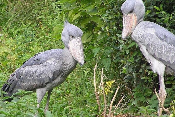 Murchison Falls 4-Day Birding Safari: Uganda’s Top Birdwatching Circuit photo 2