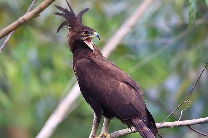 Murchison Falls 4-Day Birding Safari: Uganda’s Top Birdwatching Circuit photo 6