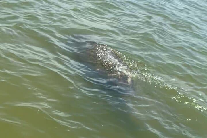 Paddle with Dolphins and Manatees: New Smyrna Kayak & SUP Wildlife Tour photo 6