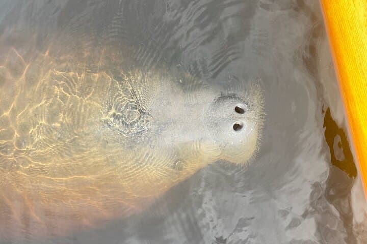 Paddle with Dolphins and Manatees: New Smyrna Kayak & SUP Wildlife Tour photo 2
