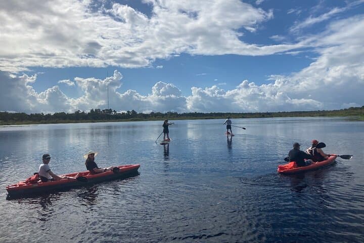 Paddle with Dolphins and Manatees: New Smyrna Kayak & SUP Wildlife Tour photo 4