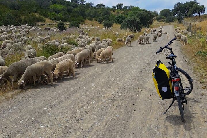 Self-Guided Bike Tour Around Doñana from Seville: Ride Marshes, Pines & Roman Ruins photo 2